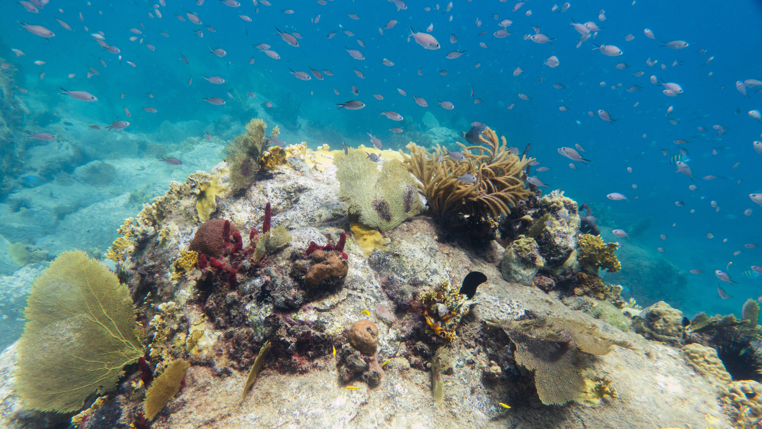 Coraux avec des poissons sur la côte Caraïbe en Martinique