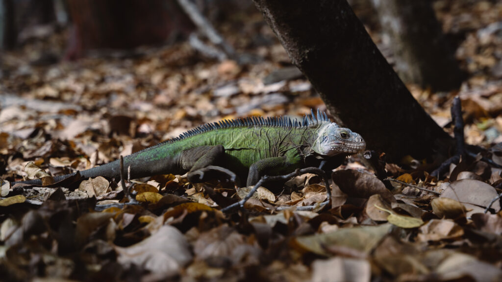 Iguane sur l'îlet chancel en Martinique