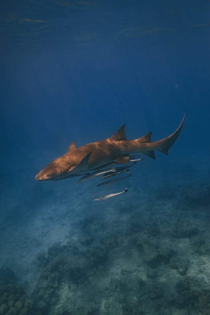 A nurse shark gracefully glides through the ocean accompanied by remoras in a vibrant underwater scene.