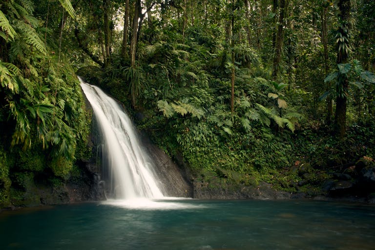 Peaceful waterfall amidst vibrant greenery in Guadeloupe's rainforest.
