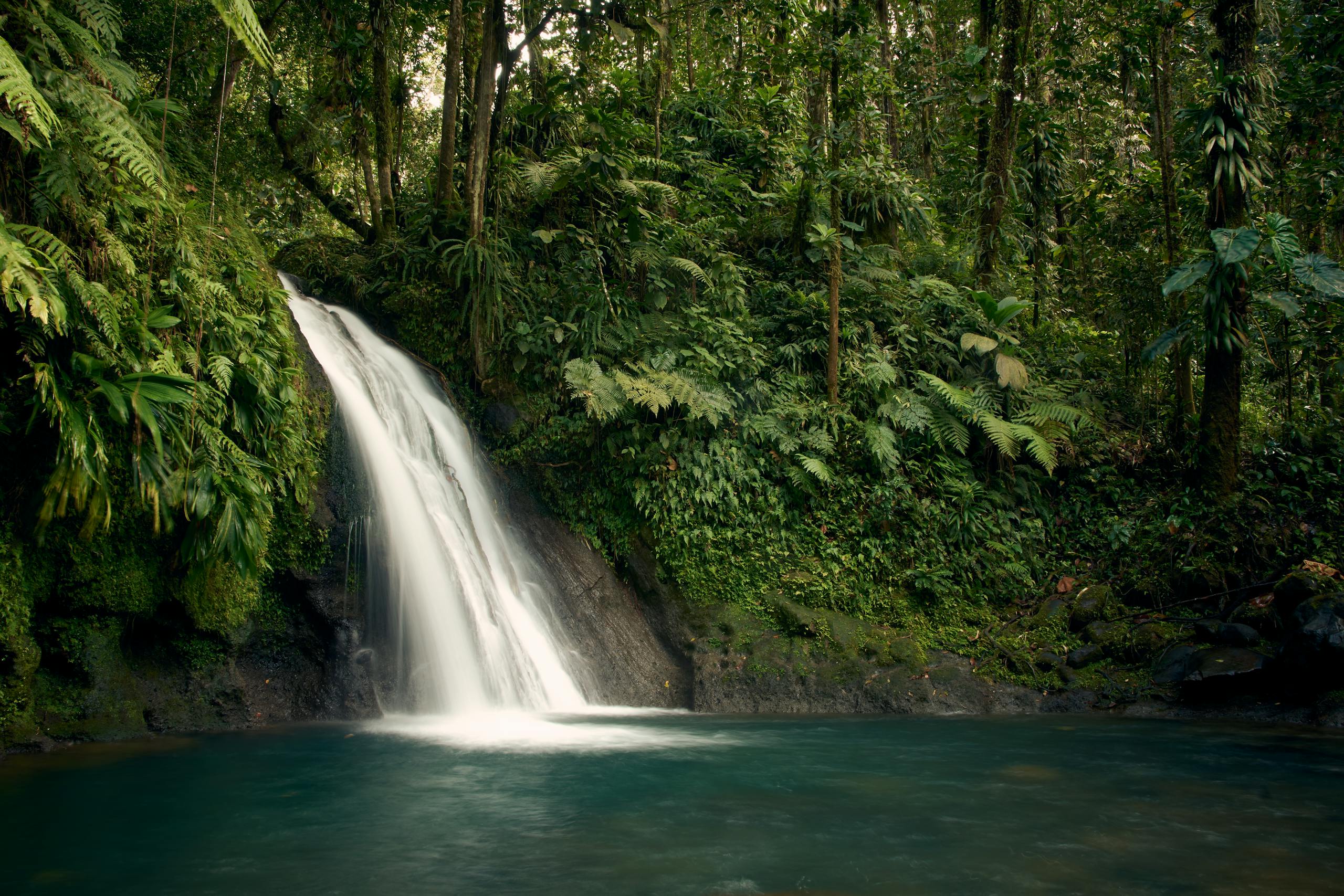 Peaceful waterfall amidst vibrant greenery in Guadeloupe's rainforest.
