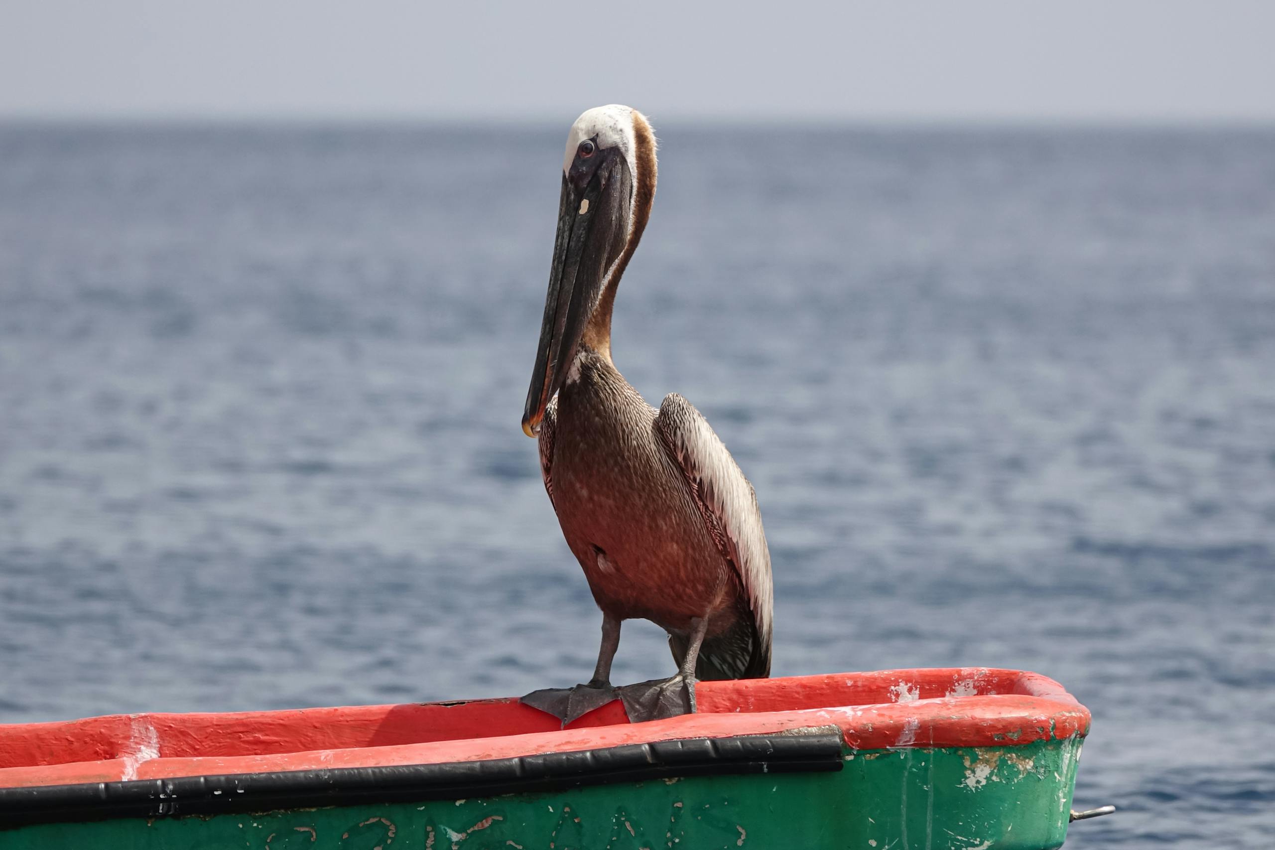 A close-up of a brown pelican perched on a colorful boat in Martinique sea, captured with selective focus.