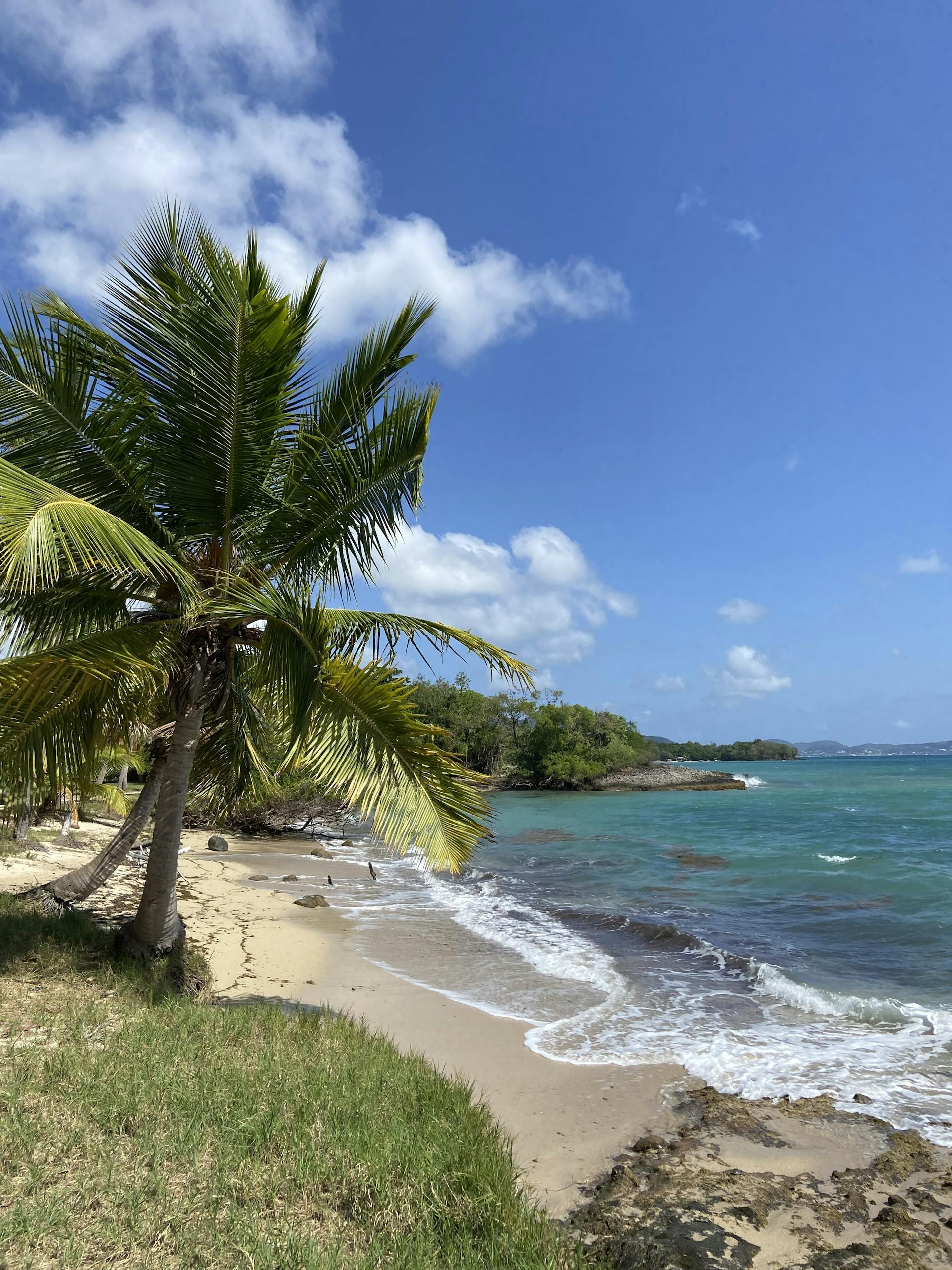 Scenic beach with palm trees and turquoise waters in Sainte-Anne, Martinique.