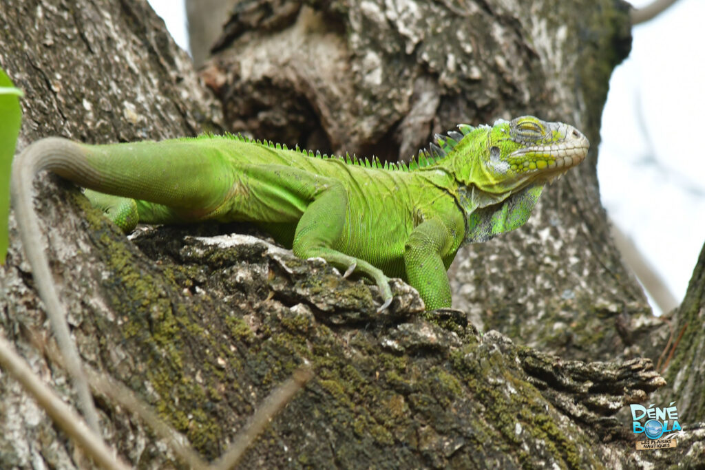 iguana-martinique