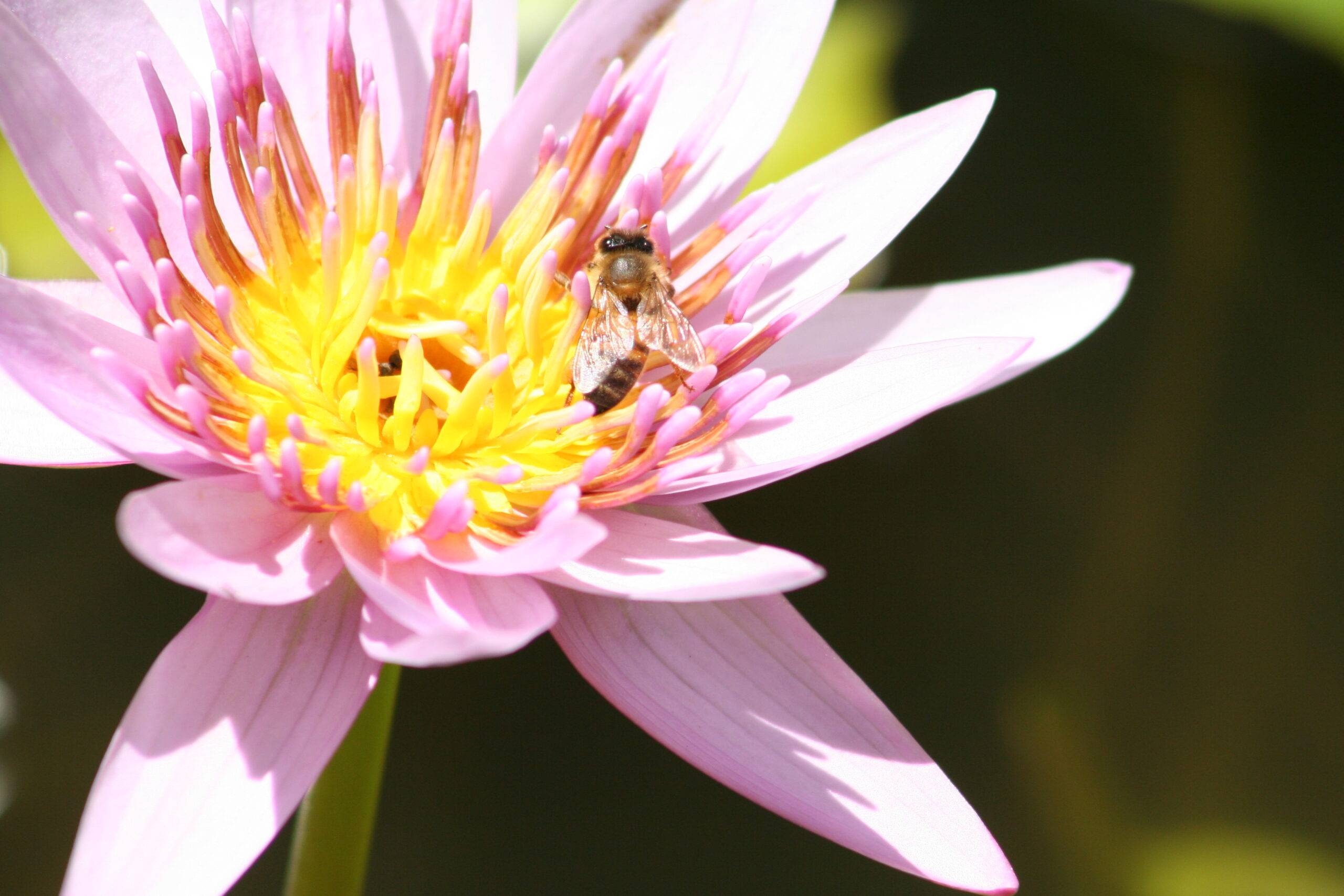 Abeja en una flor en Martinica