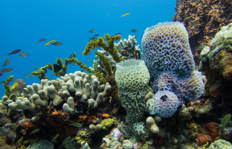 Descubrir los ecosistemas marinos de Martinica