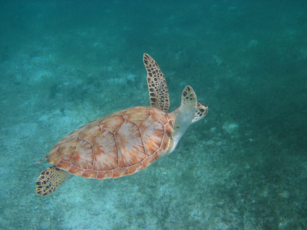 tortue-martinique