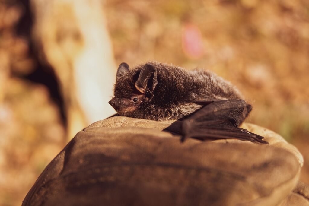 chauve-souris-martinique