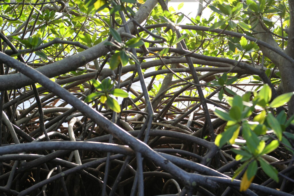 Mangrove in Martinique