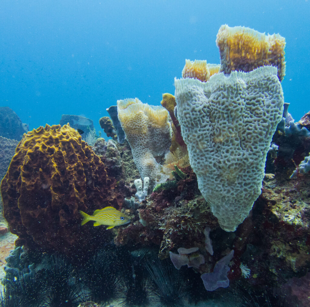 Un arrecife de coral