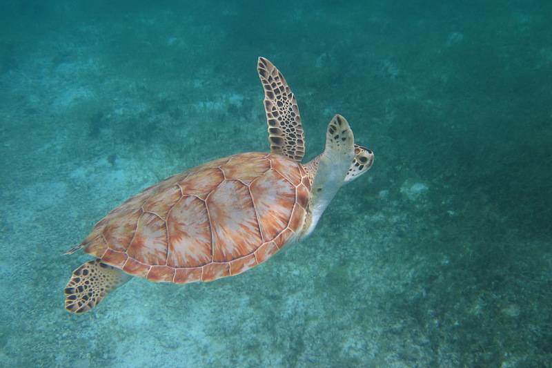 Turtle swimming in Martinique